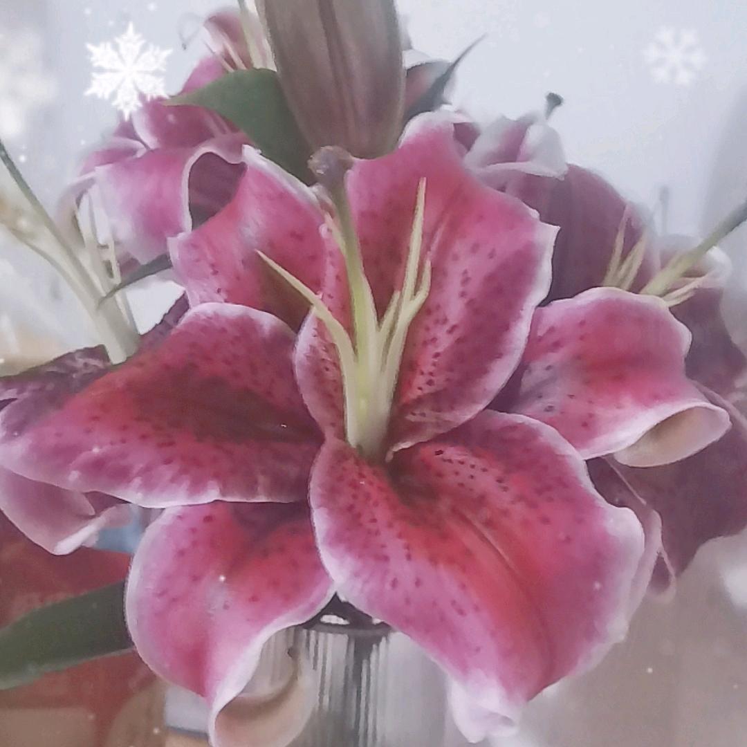 小企鹅