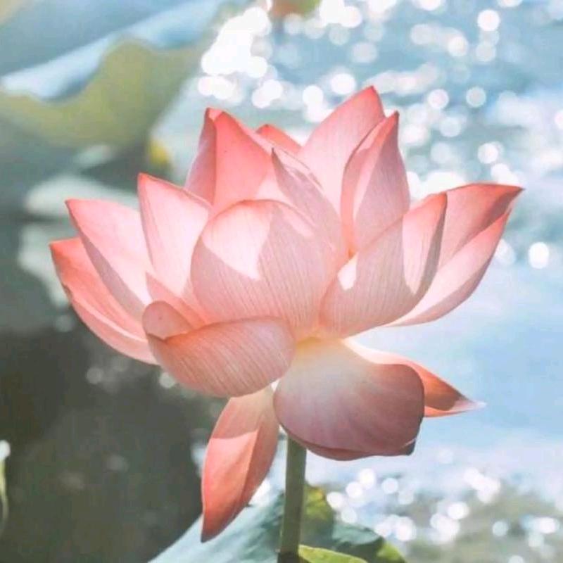 红红火火.