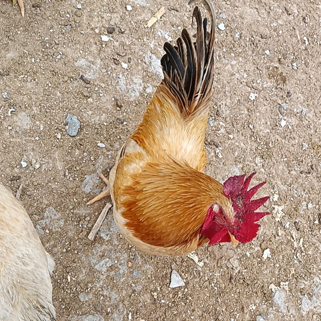 郎兄（铁公鸡有限公司老板）