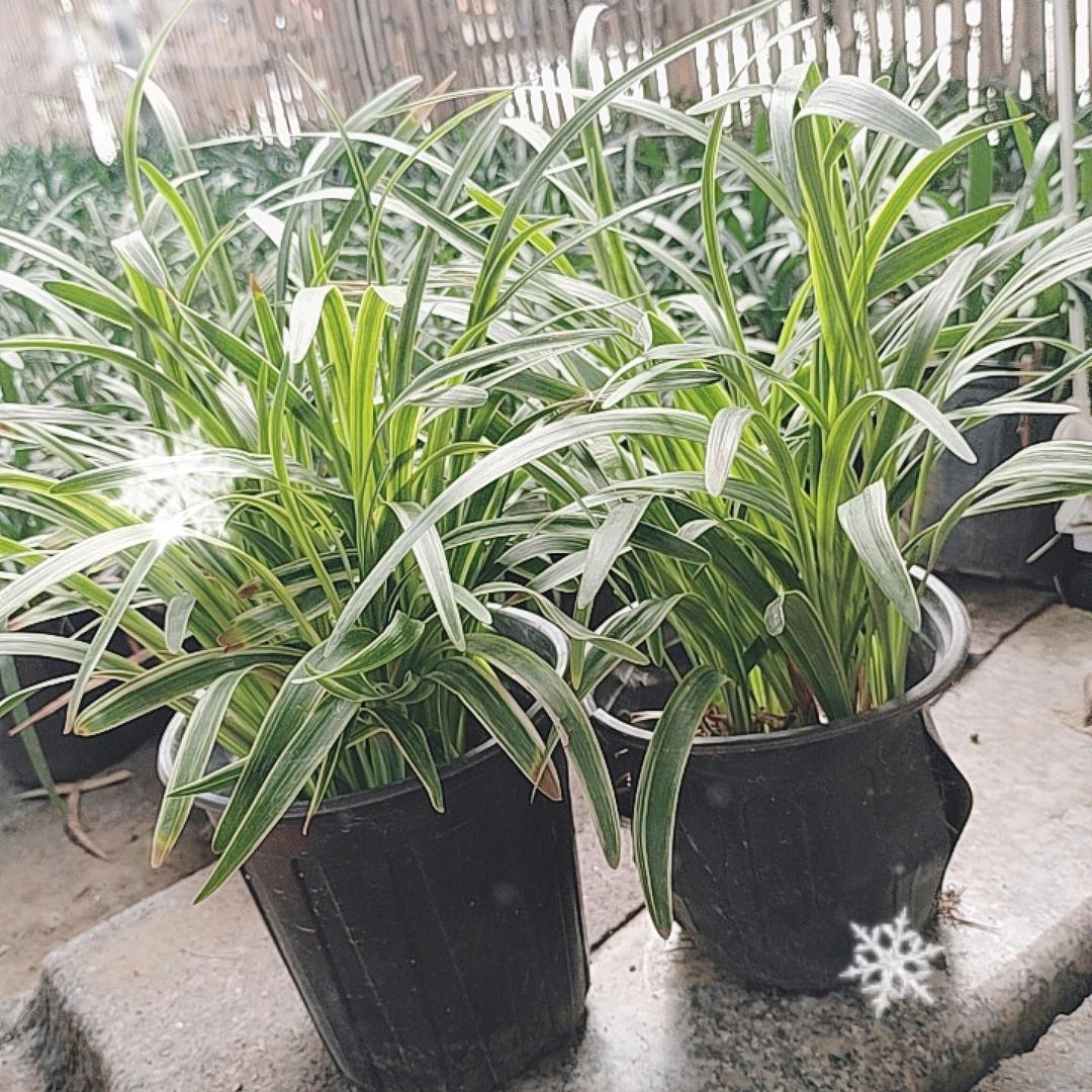 AA常州前程似锦G5/33