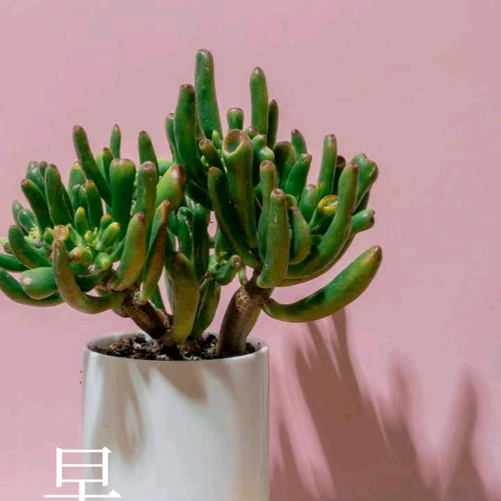 蛋总