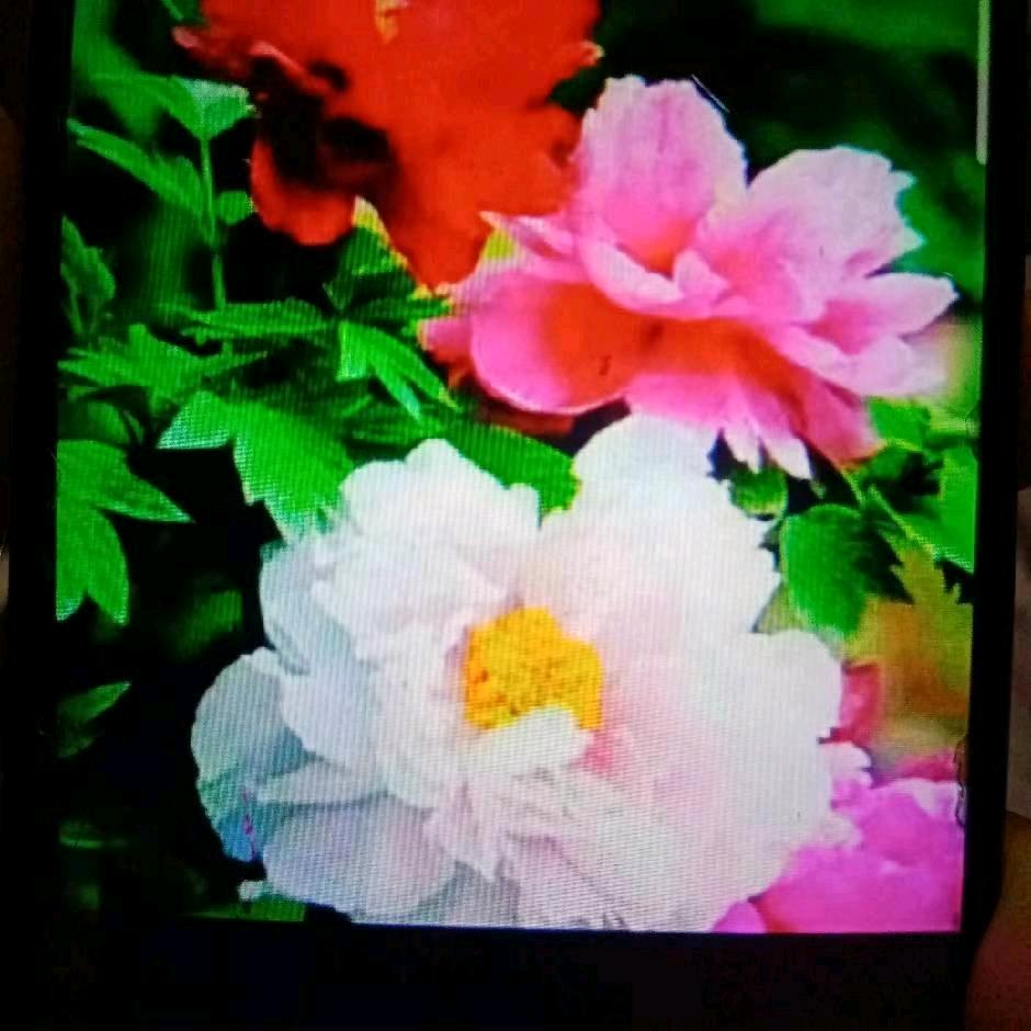 带刺的玫瑰花