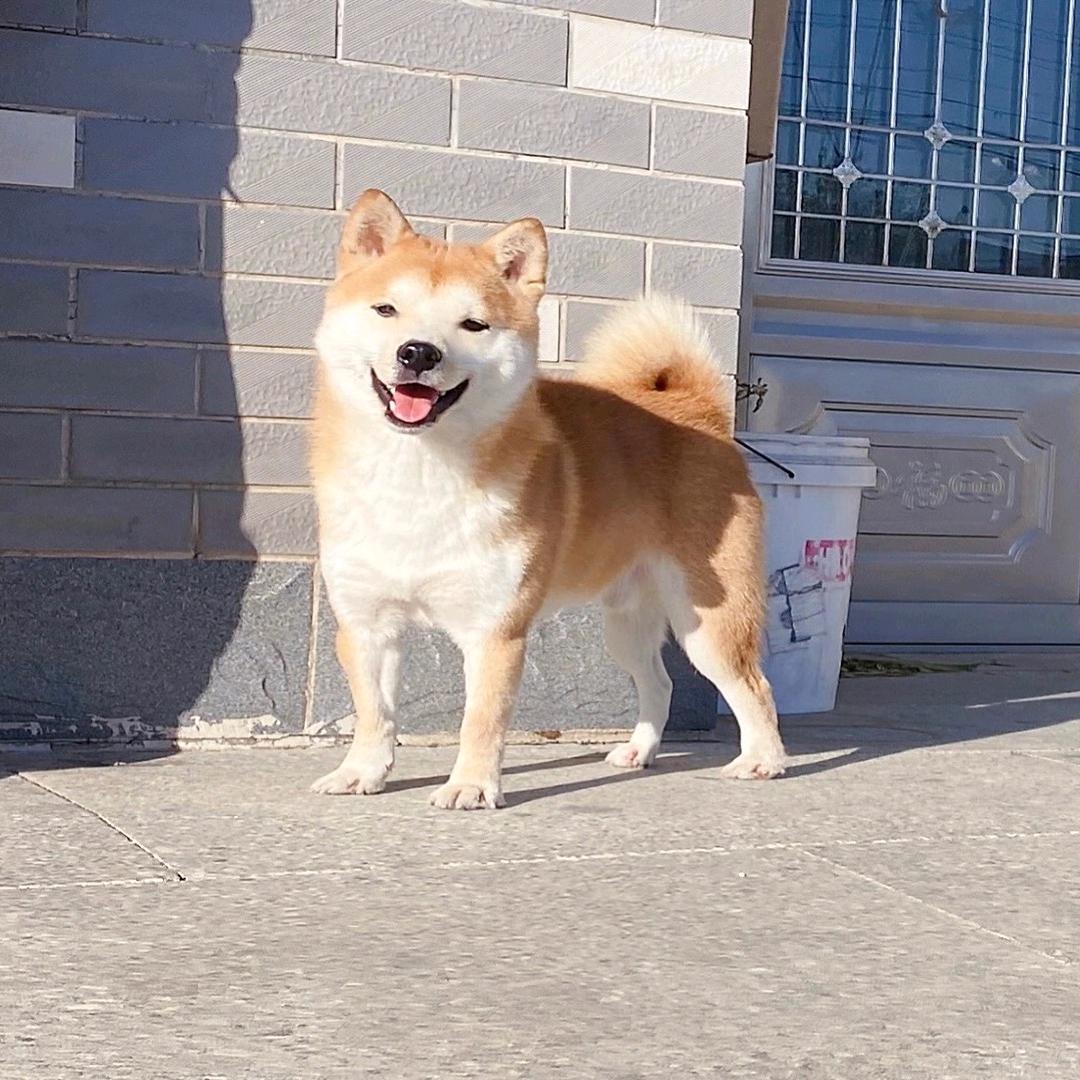 名宠旺族