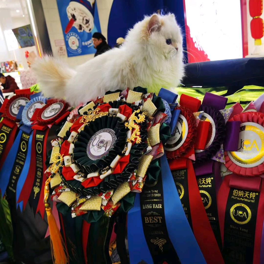 吉林群森猫基地猫咪源头