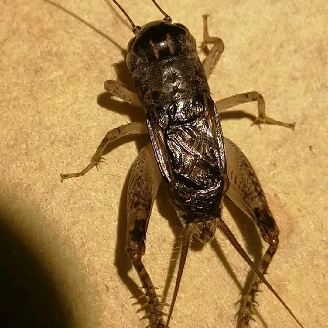 巨鹿古郡诚信橇子手 小可