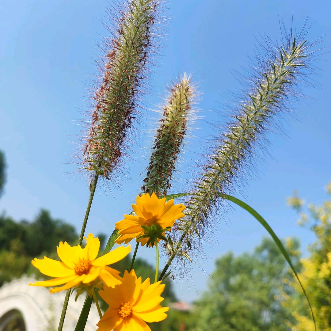 看见美女就脸红