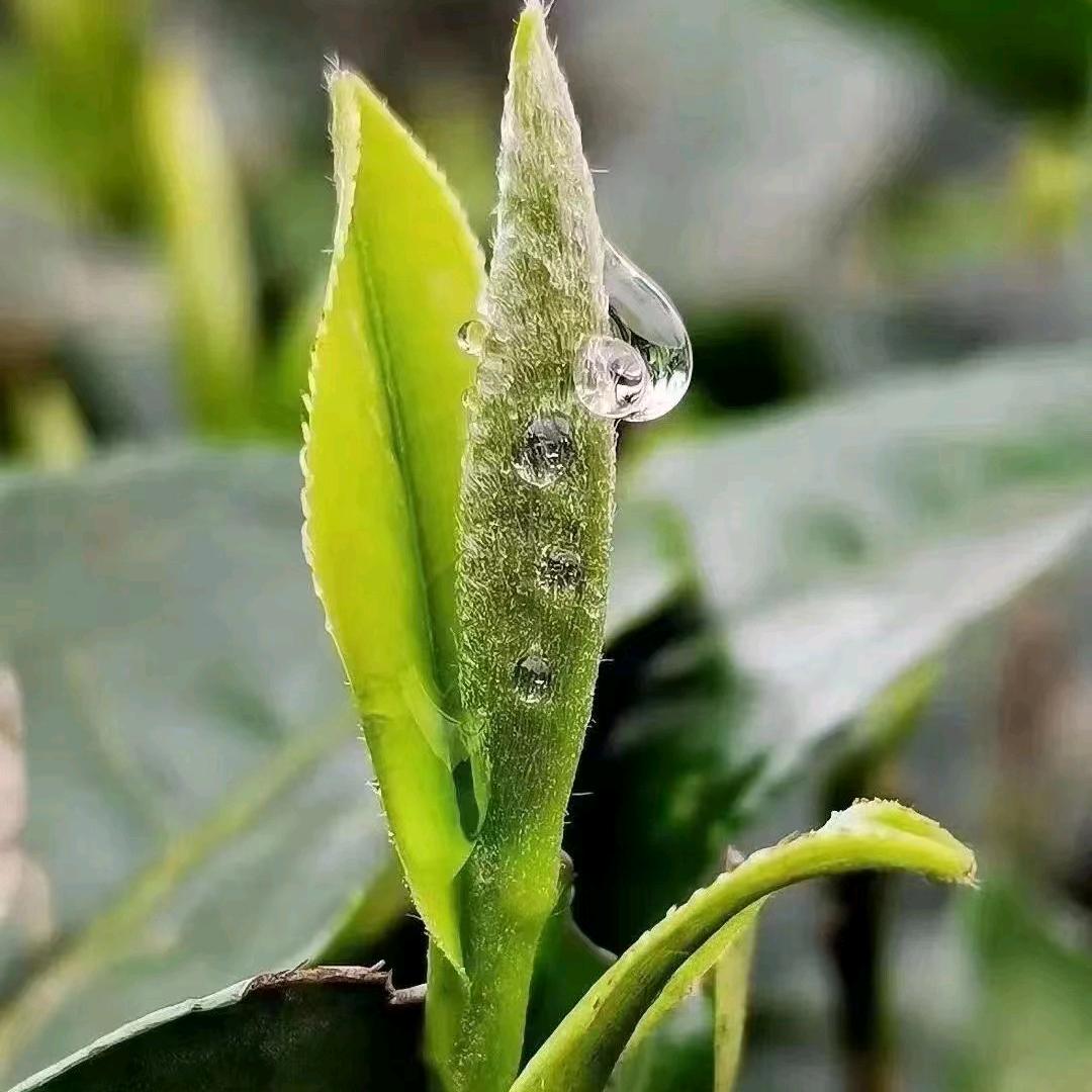 小兰花茶叶晓天镇平田
