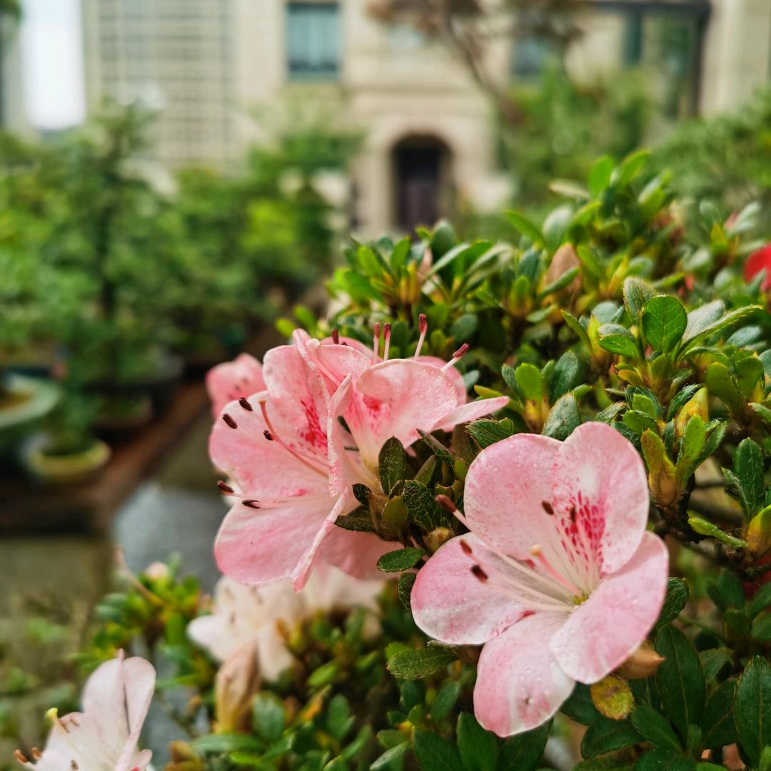 🧚‍♂️花宇鱼🧜‍♂️