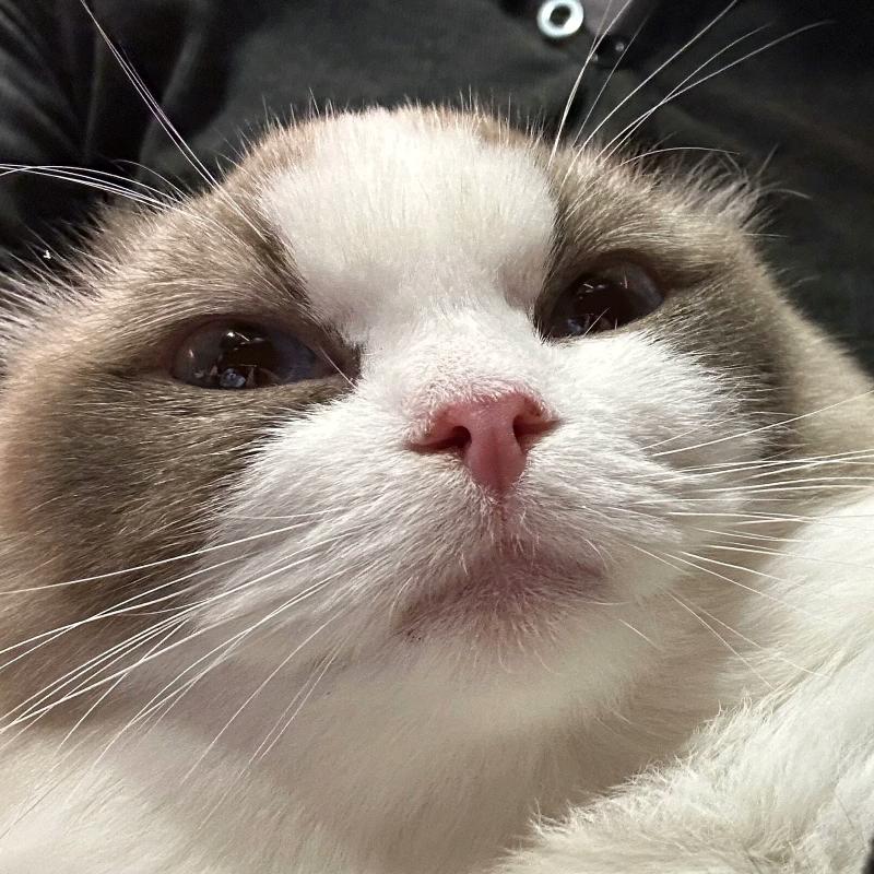 我和我的哈基米