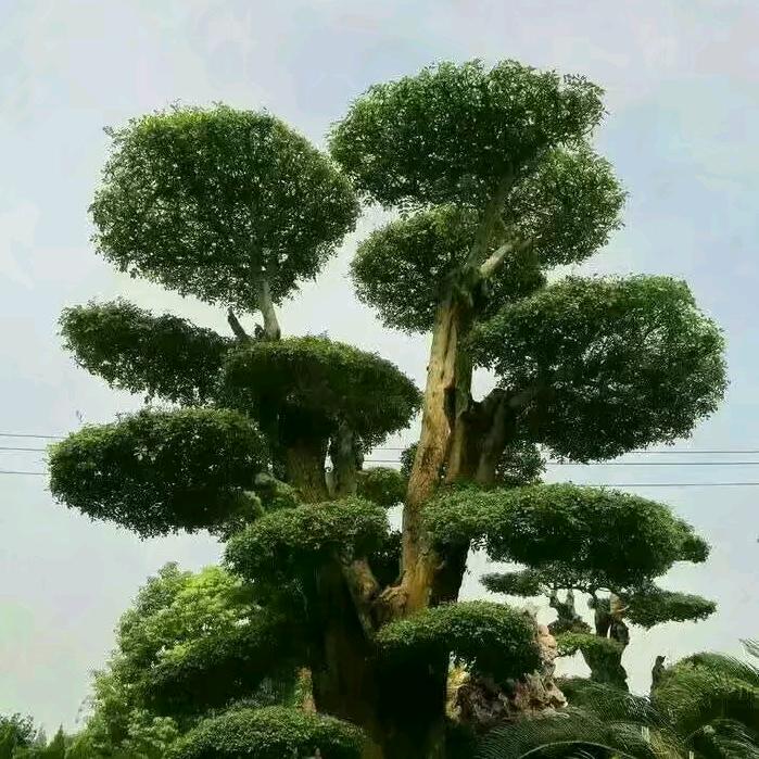 👫花蝴蝶👫