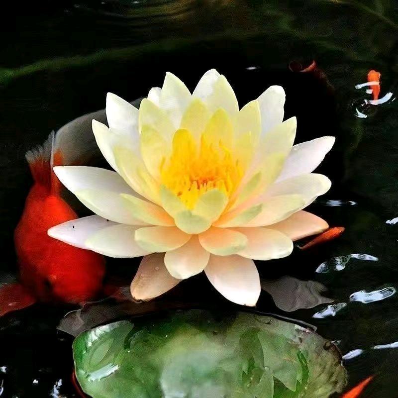 金淑芳