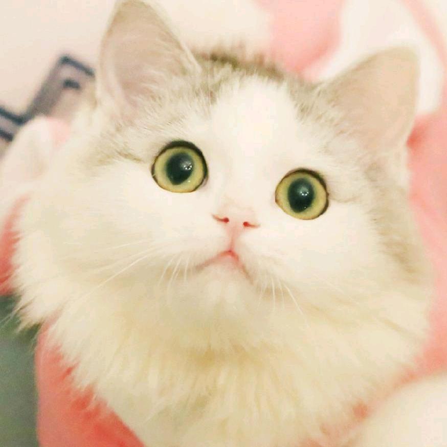 小萱仔