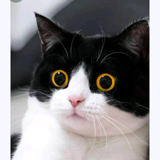 光头哥