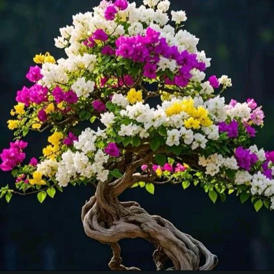 上饶福喜花卉市场张姐