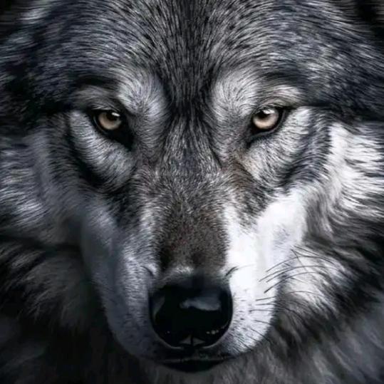 孤狼哮月似天意