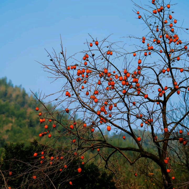 漂漂
