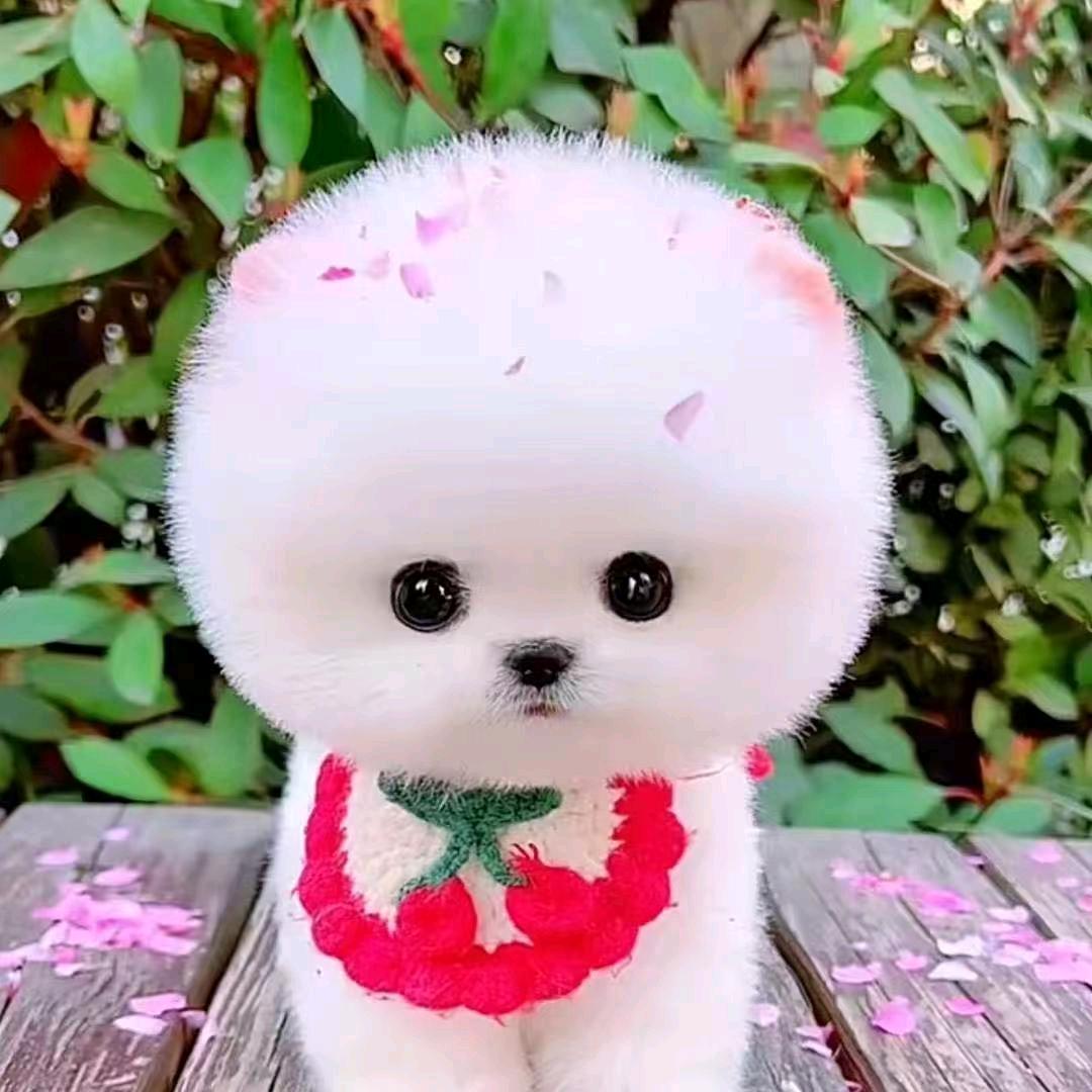 大漂亮博美茶杯犬