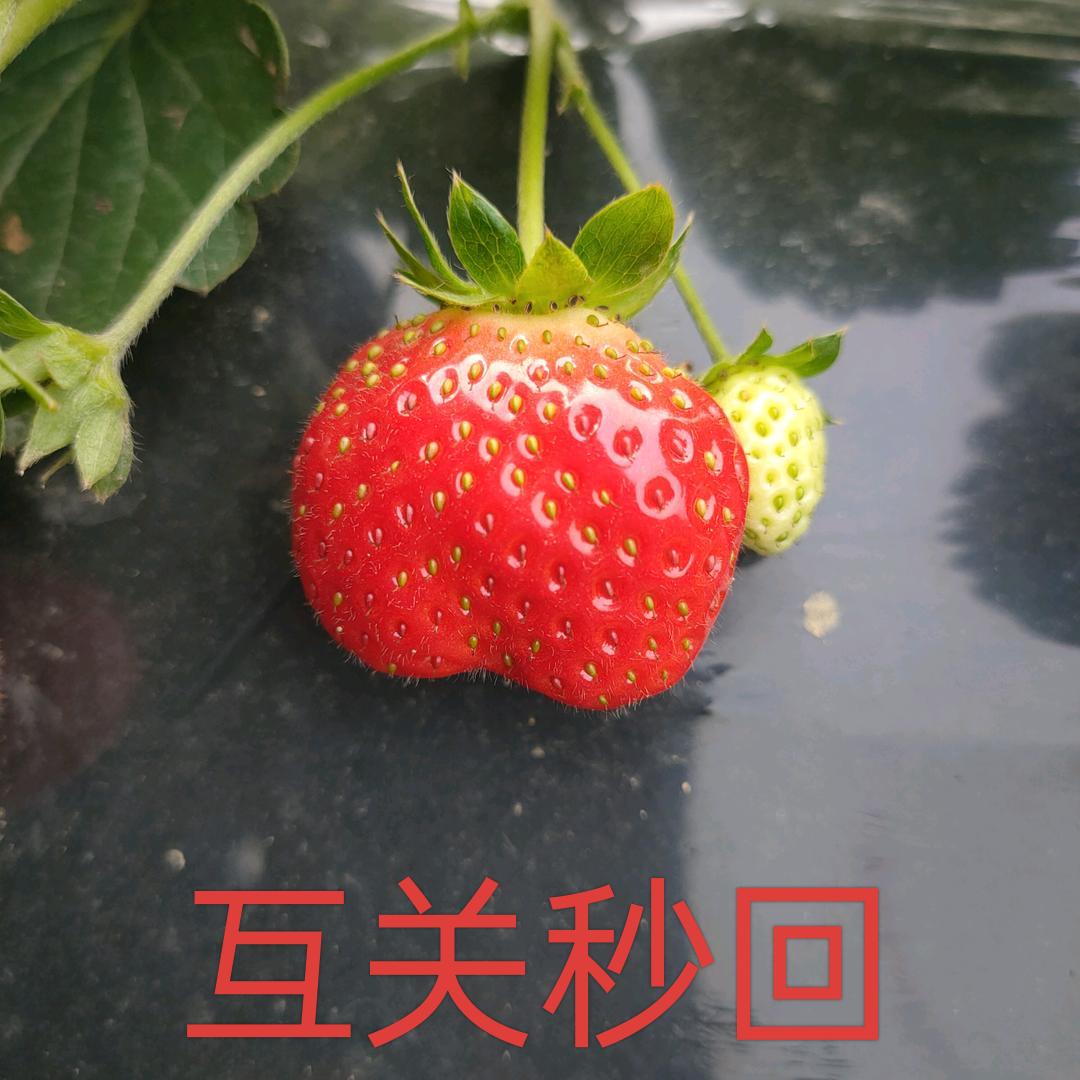 伍两金