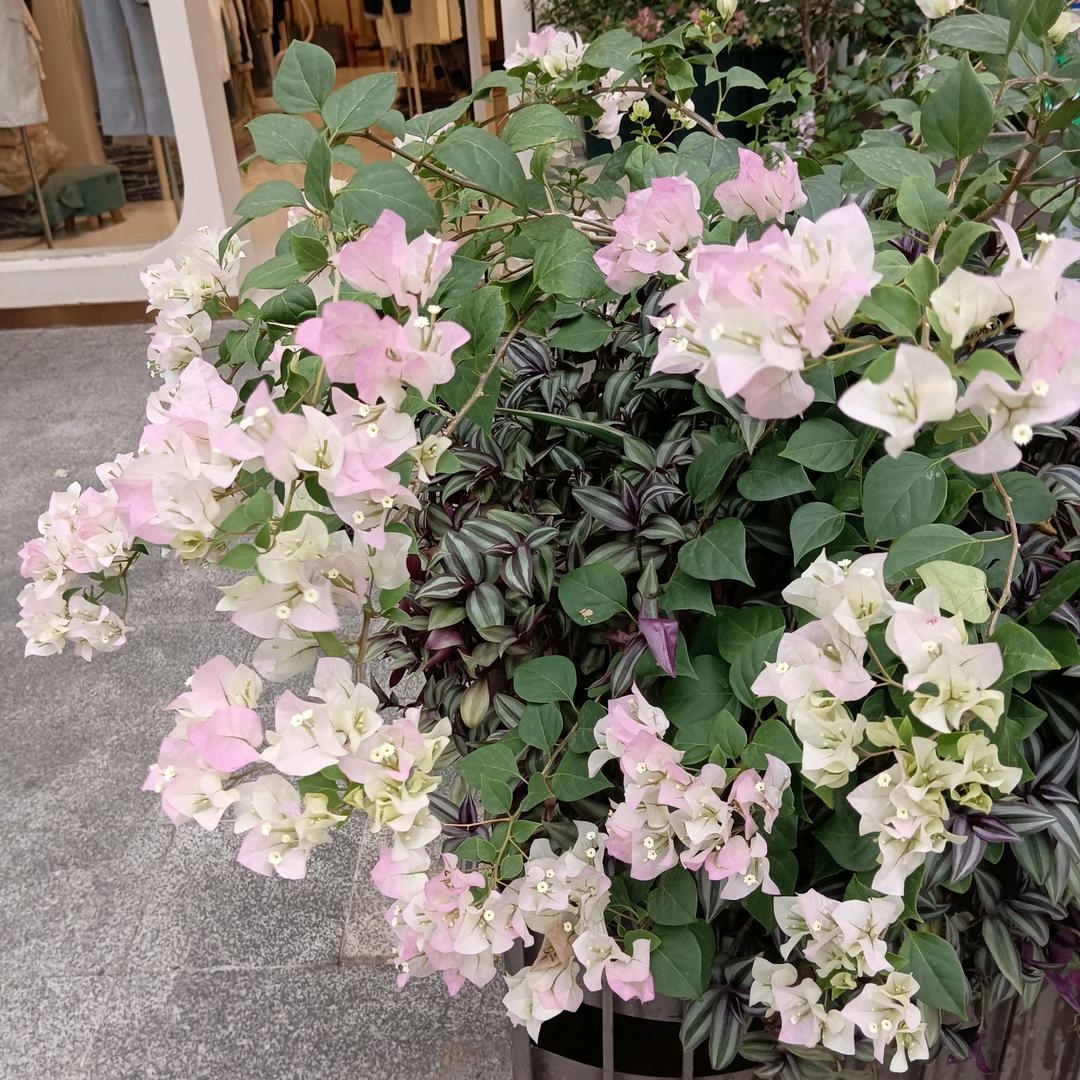 春天•ɞ•