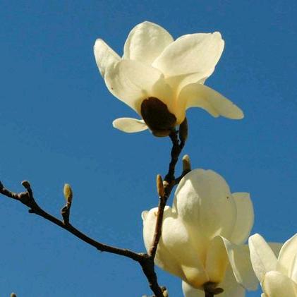 西藏😇😇昂仁