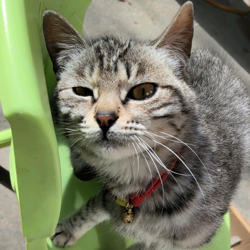 木子吖