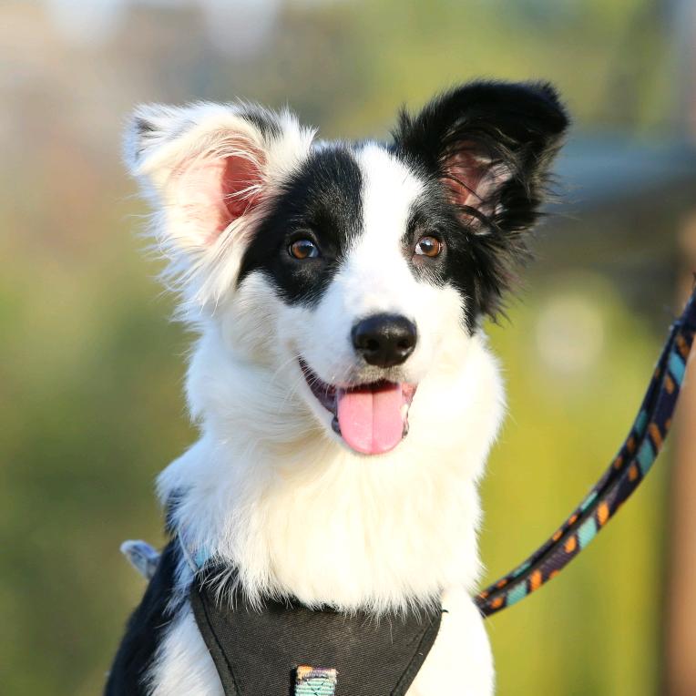 疯批小狗卡力多