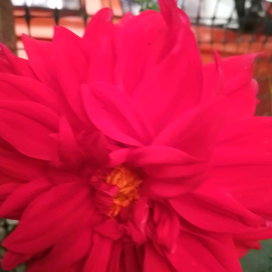 老公挣钱。。老婆花🌸