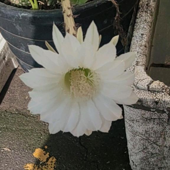 宝贝(♡˙︶˙♡)