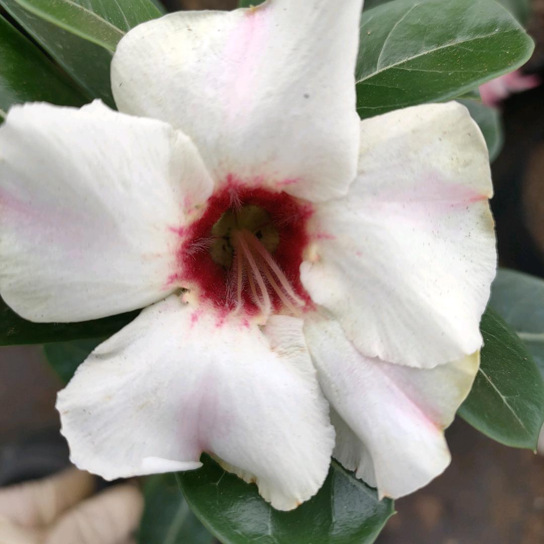 迷鹿花卉
