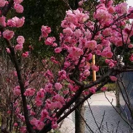 梅花史