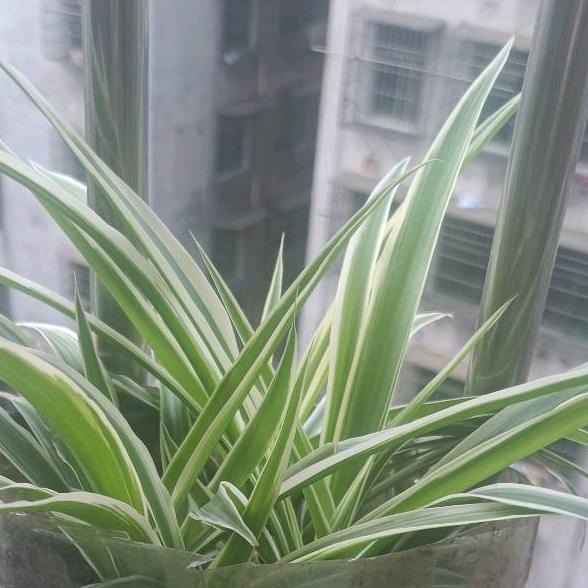 风雨无阻