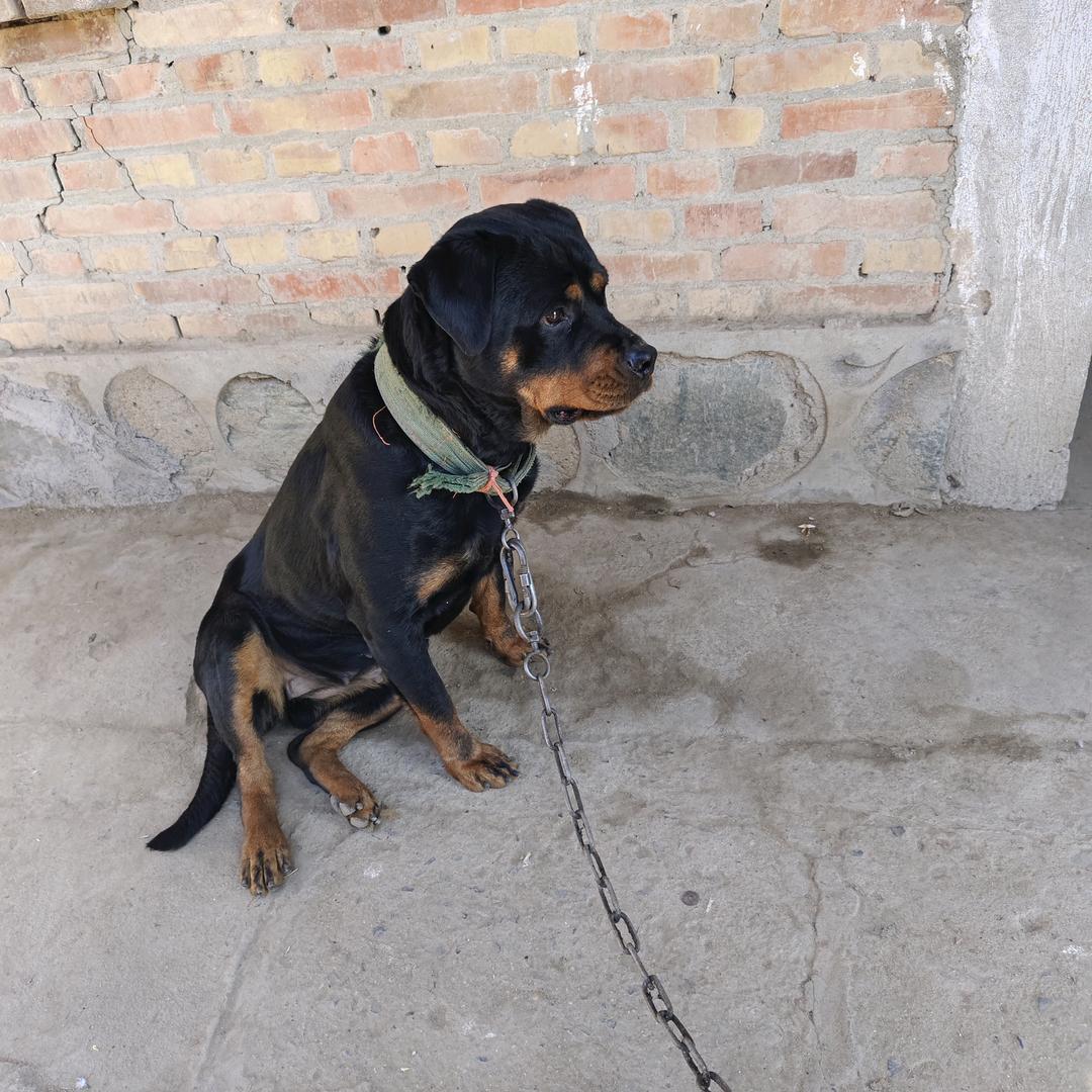 罗威纳 繁殖犬舍