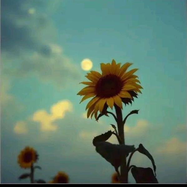 拉萨房产信息咨询租售