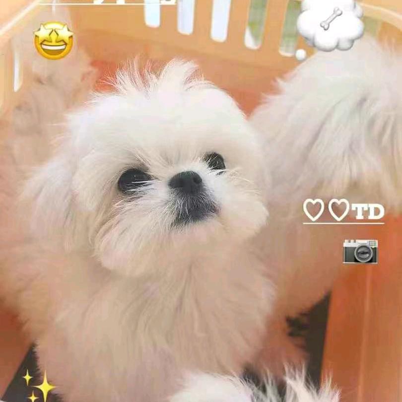 小杰宠物
