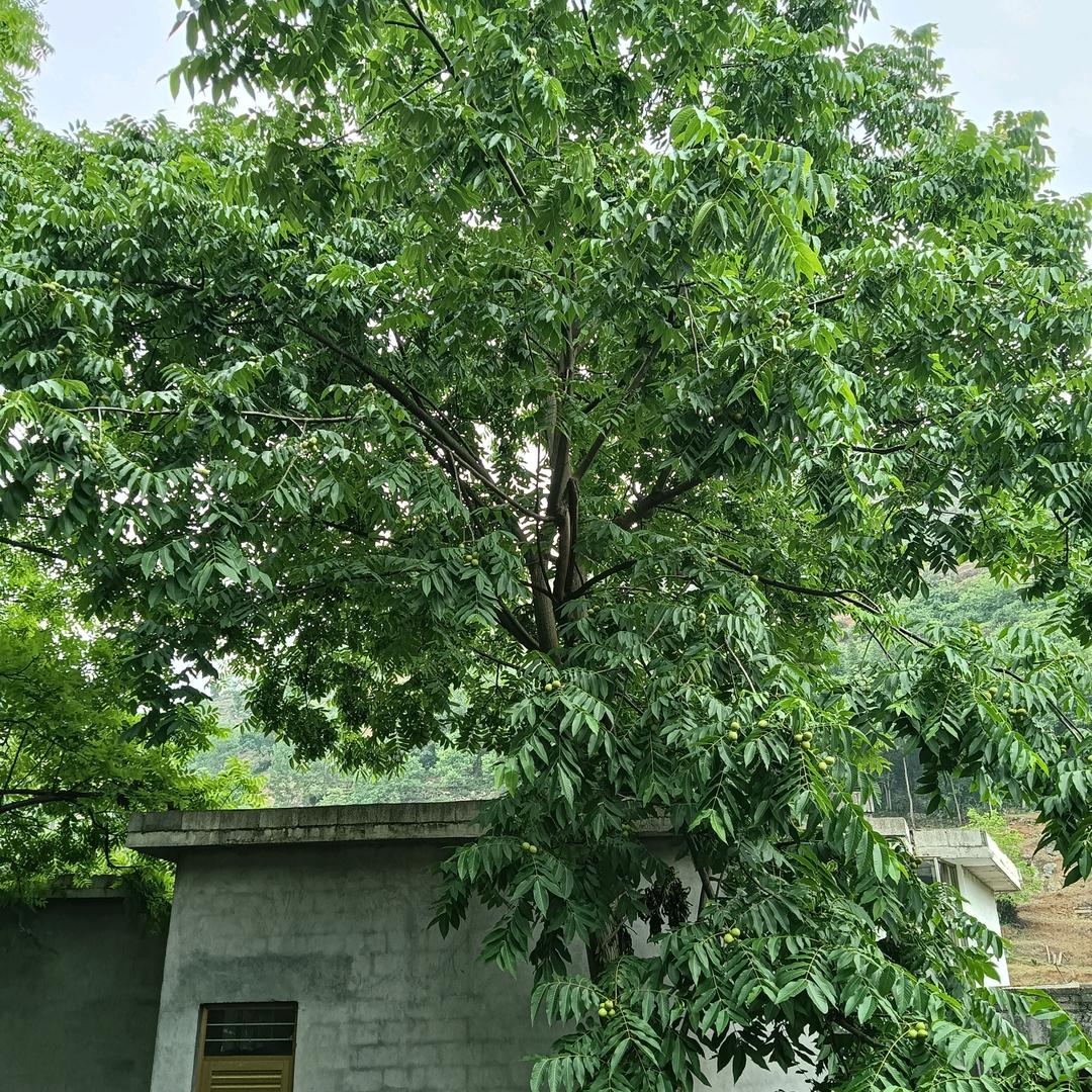 一生平安