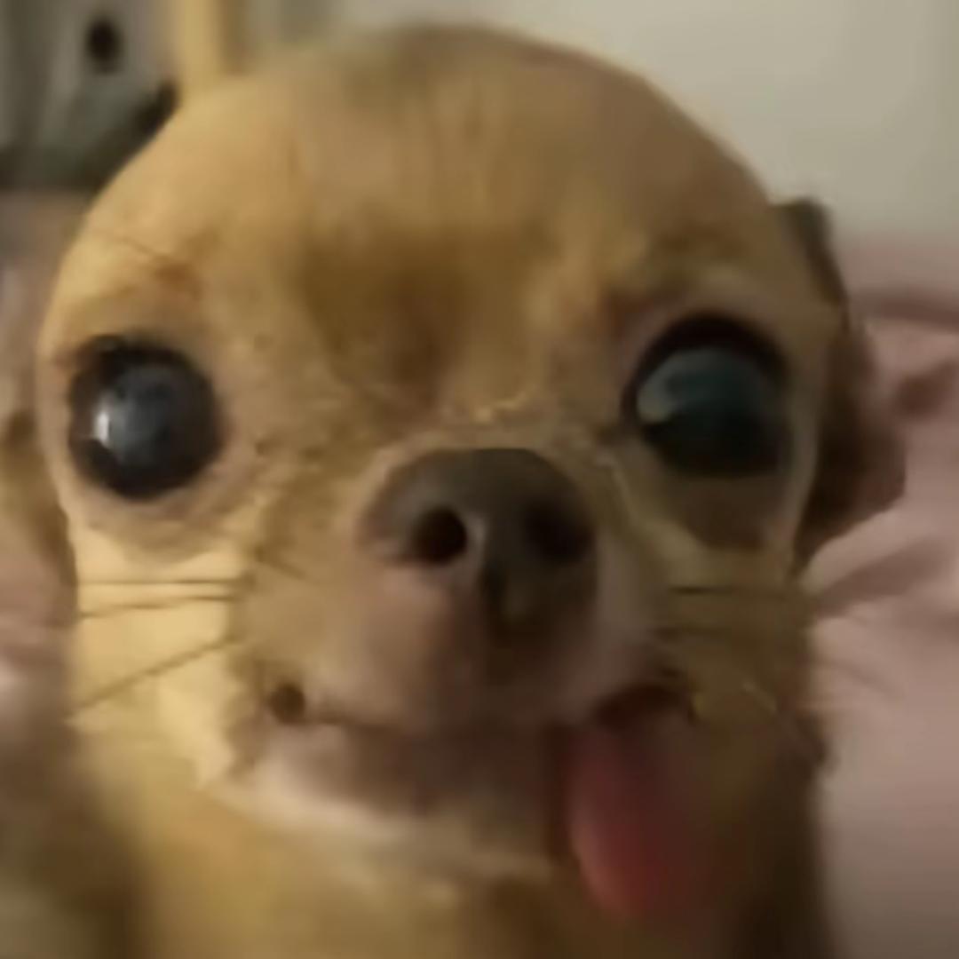 张有志