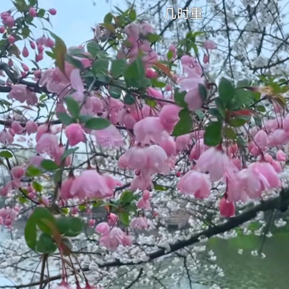 让心归零（秋鼠）拒私聊