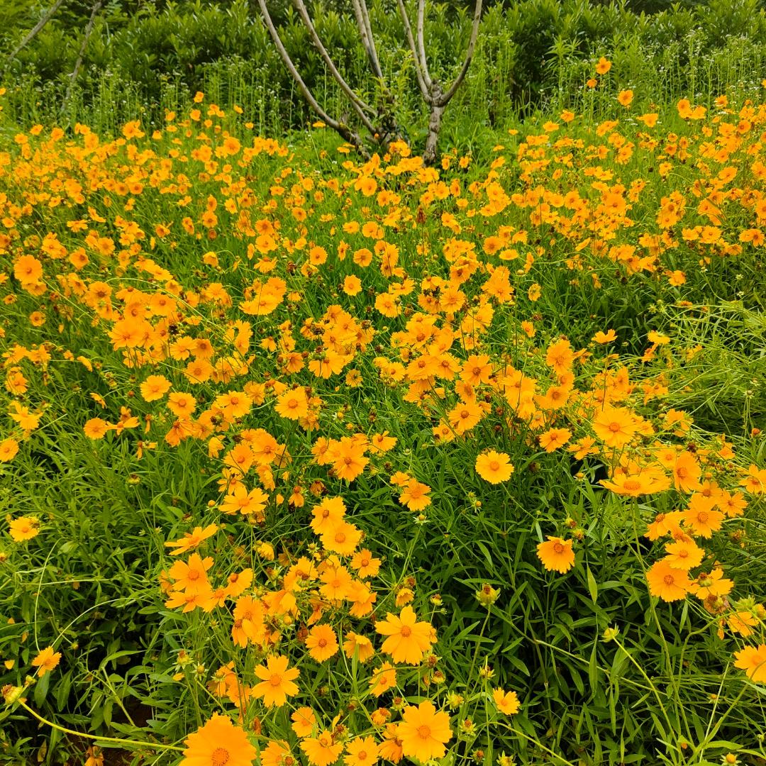 “的姐”萍萍🌺🌺🌺