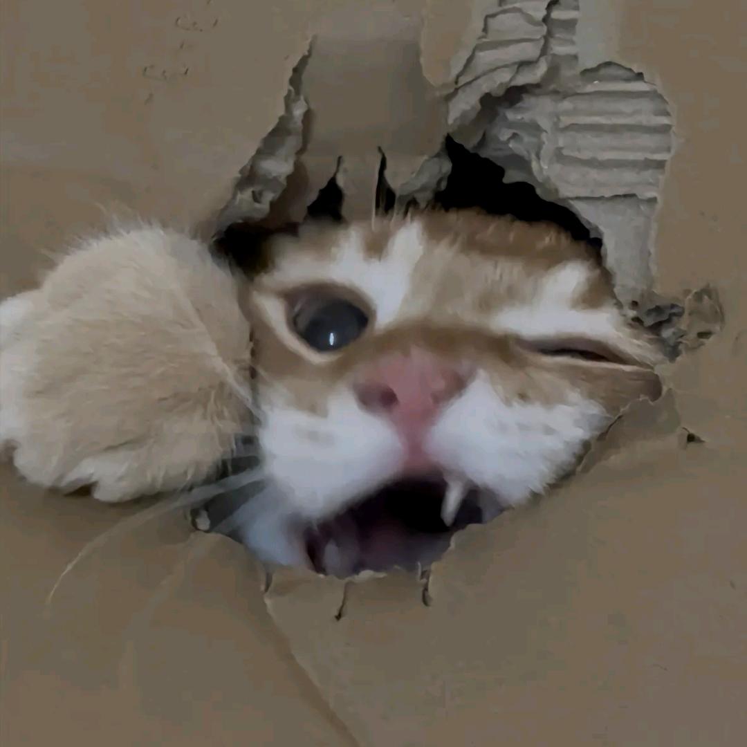 冷不丁梆梆就两拳^