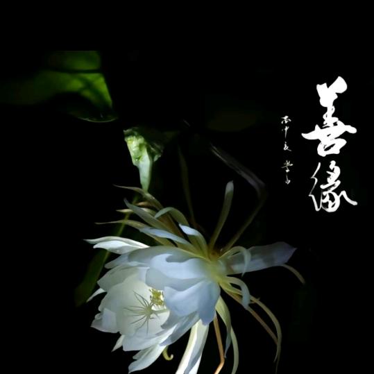 @&🥀《执念》🥀&