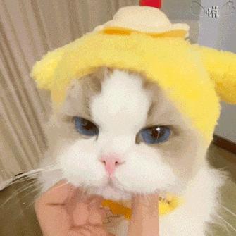 阿米诺斯是小猫的意思