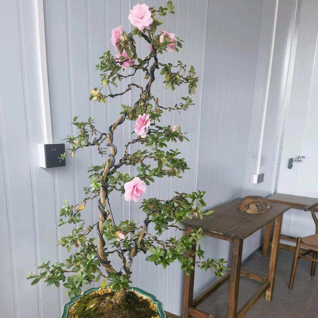 晓峰盆景无痛微创嫁接造型