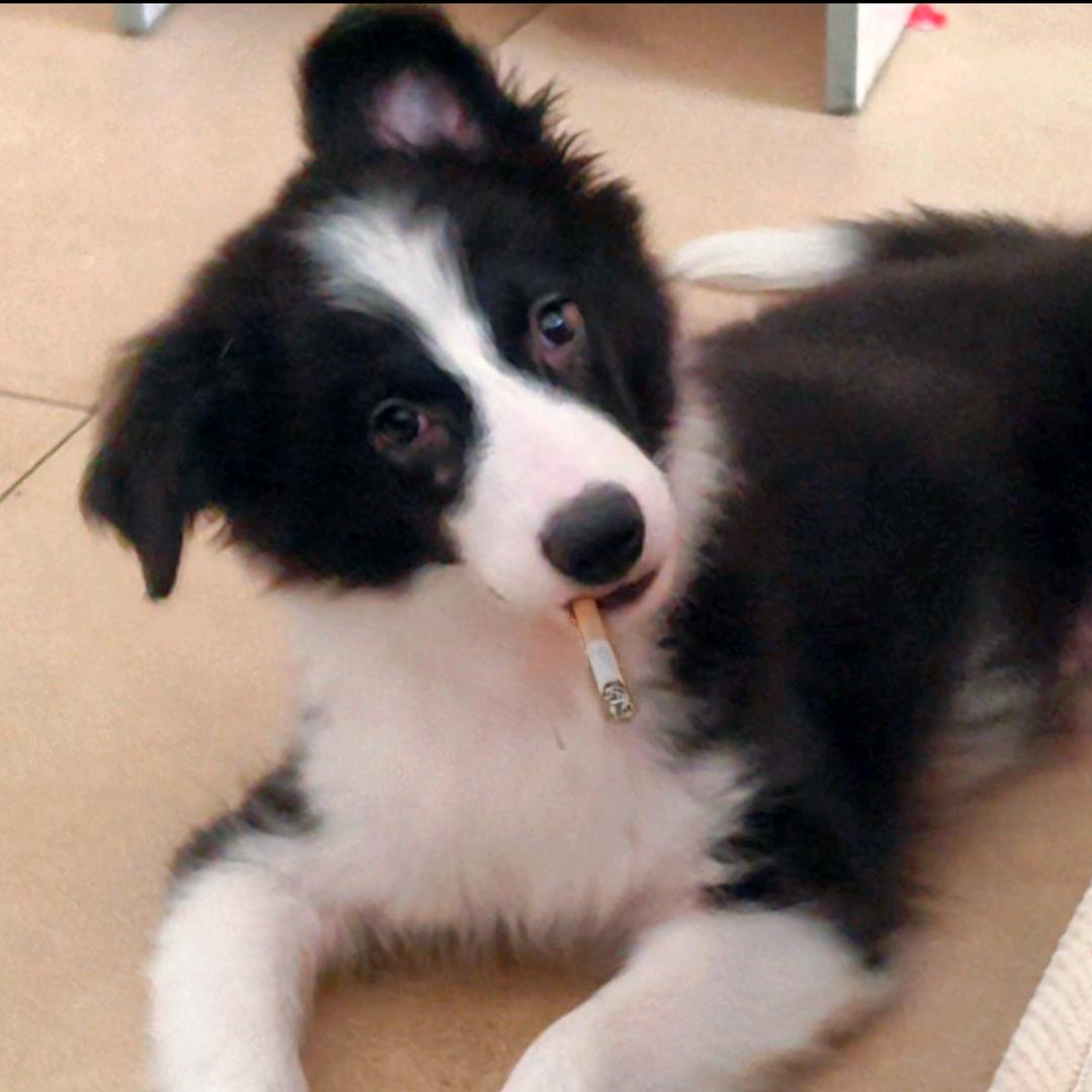 孤独的狼