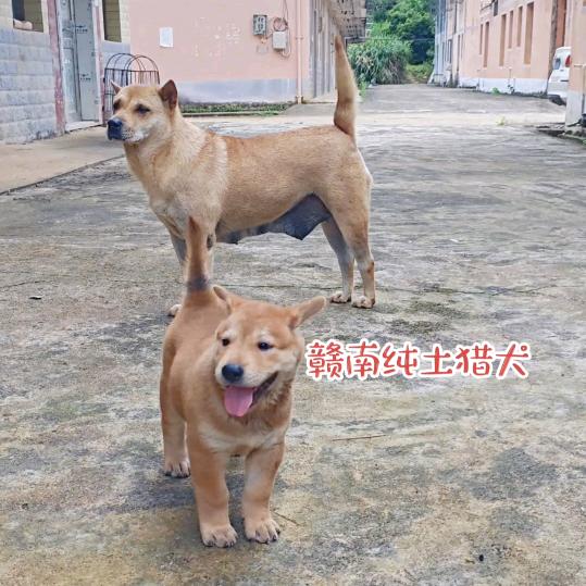 苤侢犹豫（欧宠）