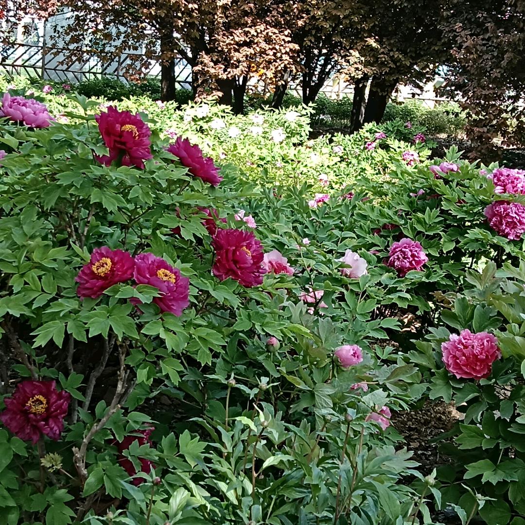 成事载天