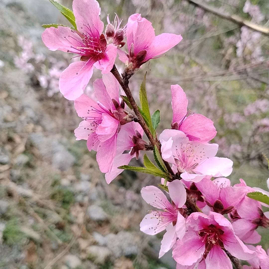 贾江涛（小贾汽配维修）