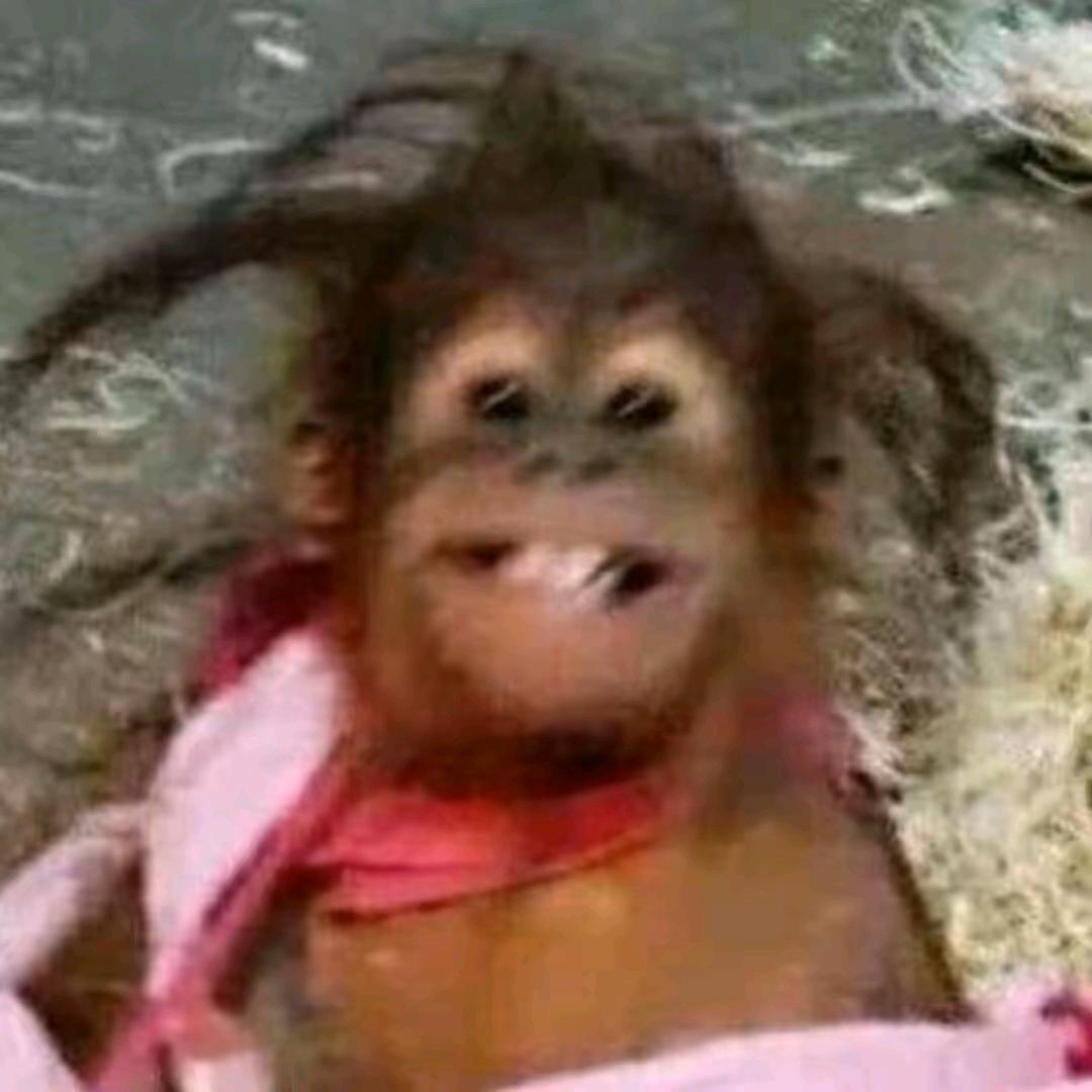 非洲大草原纯情大吗喽