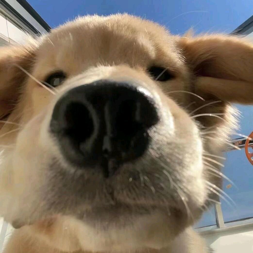 菜包不包菜（王者陪代）