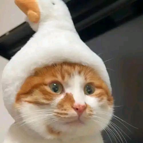 抖乐乐小石