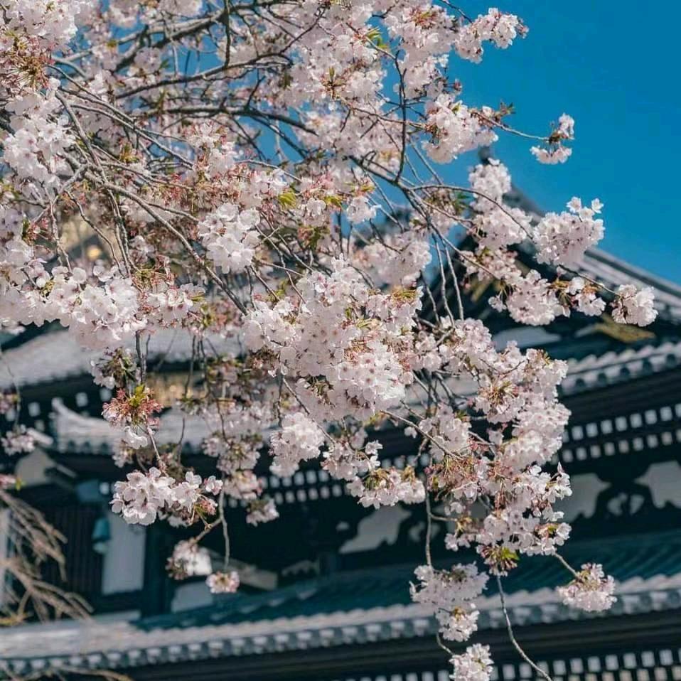 🌙一帘幽梦&🦋